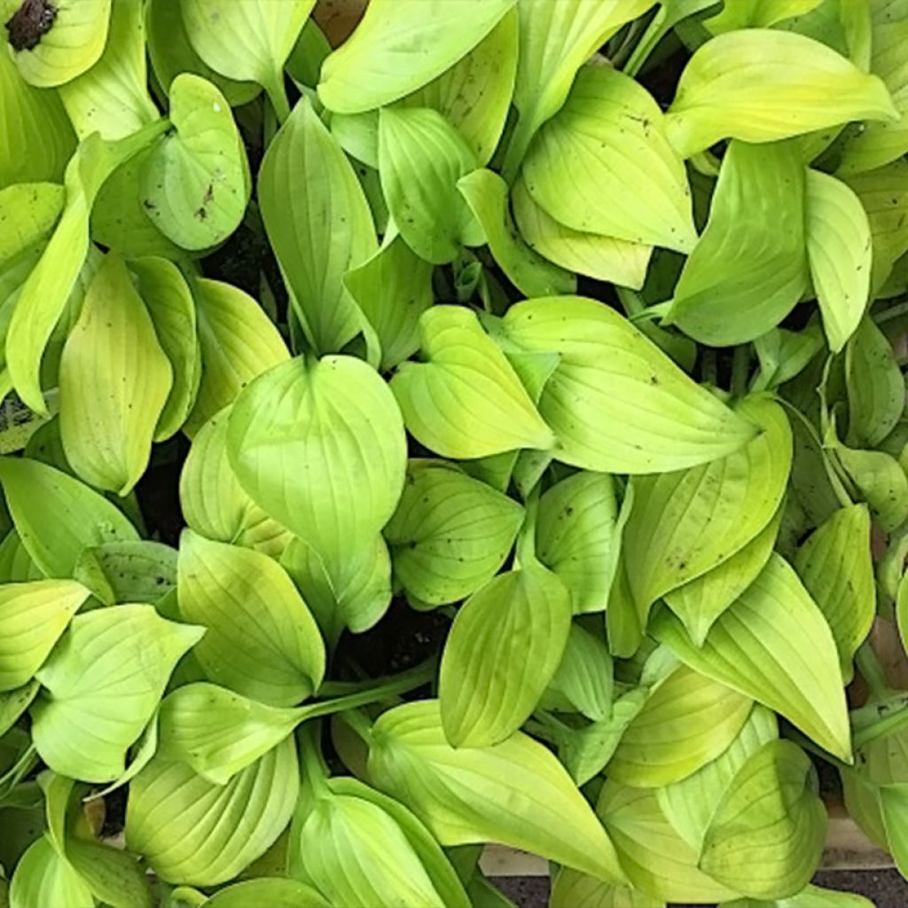 Hosta Ki Ren Jyaku - Garten-Funkie