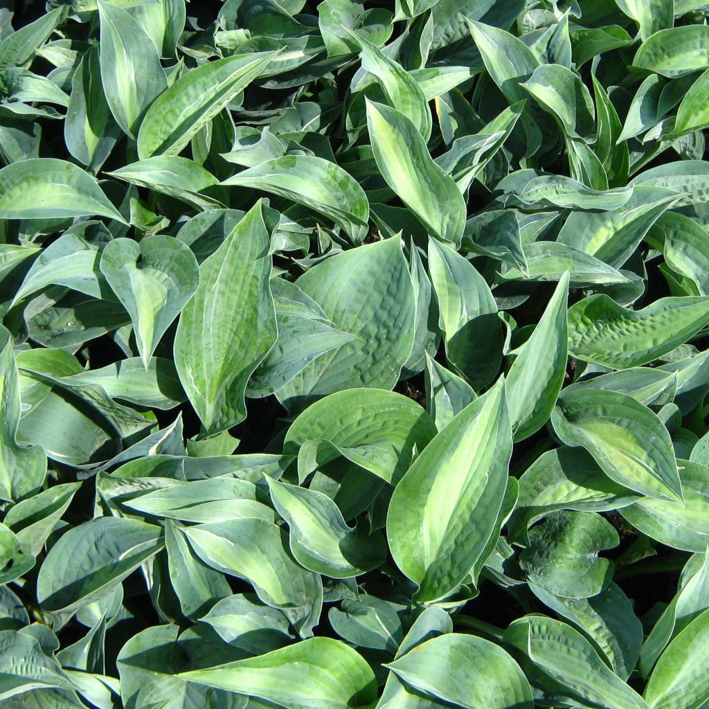 Hosta Kiwi Full Monty - Garten-Funkie