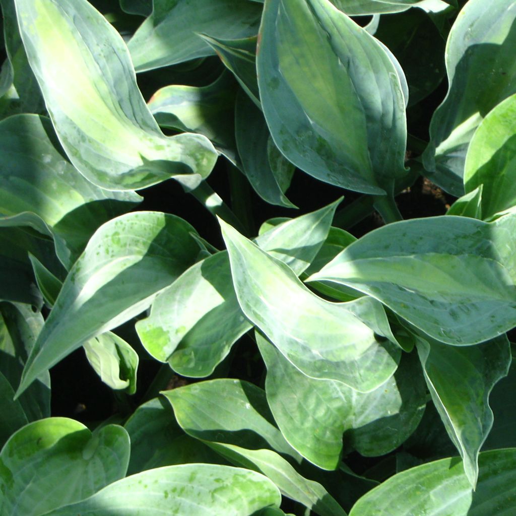 Hosta Kiwi Full Monty - Hosta panaché