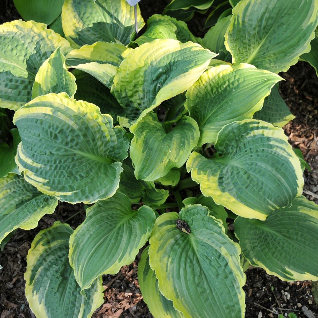 Hosta Lakeside Prophecy Fulfilled - Garten-Funkie