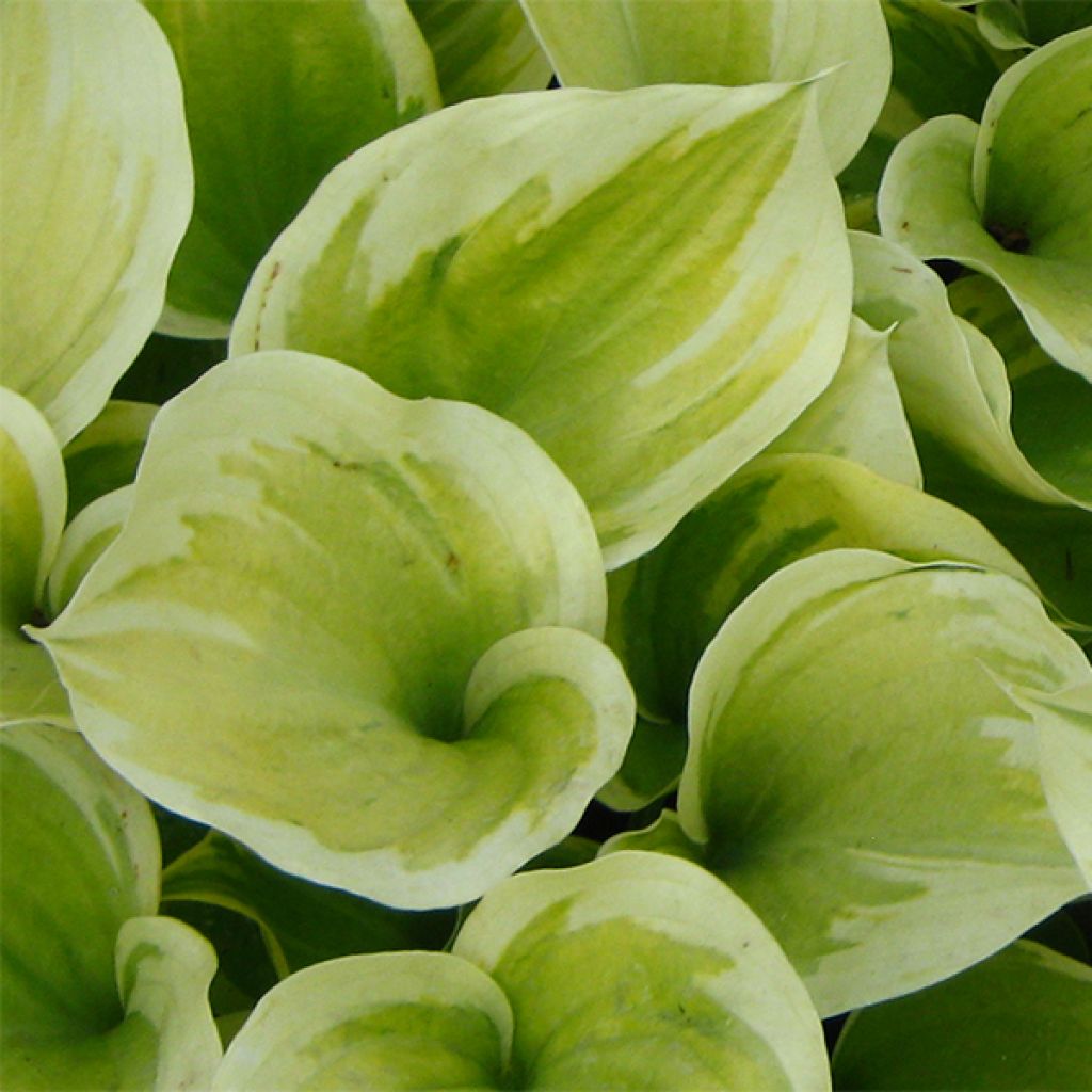 Hosta Liberty - Hosta panaché