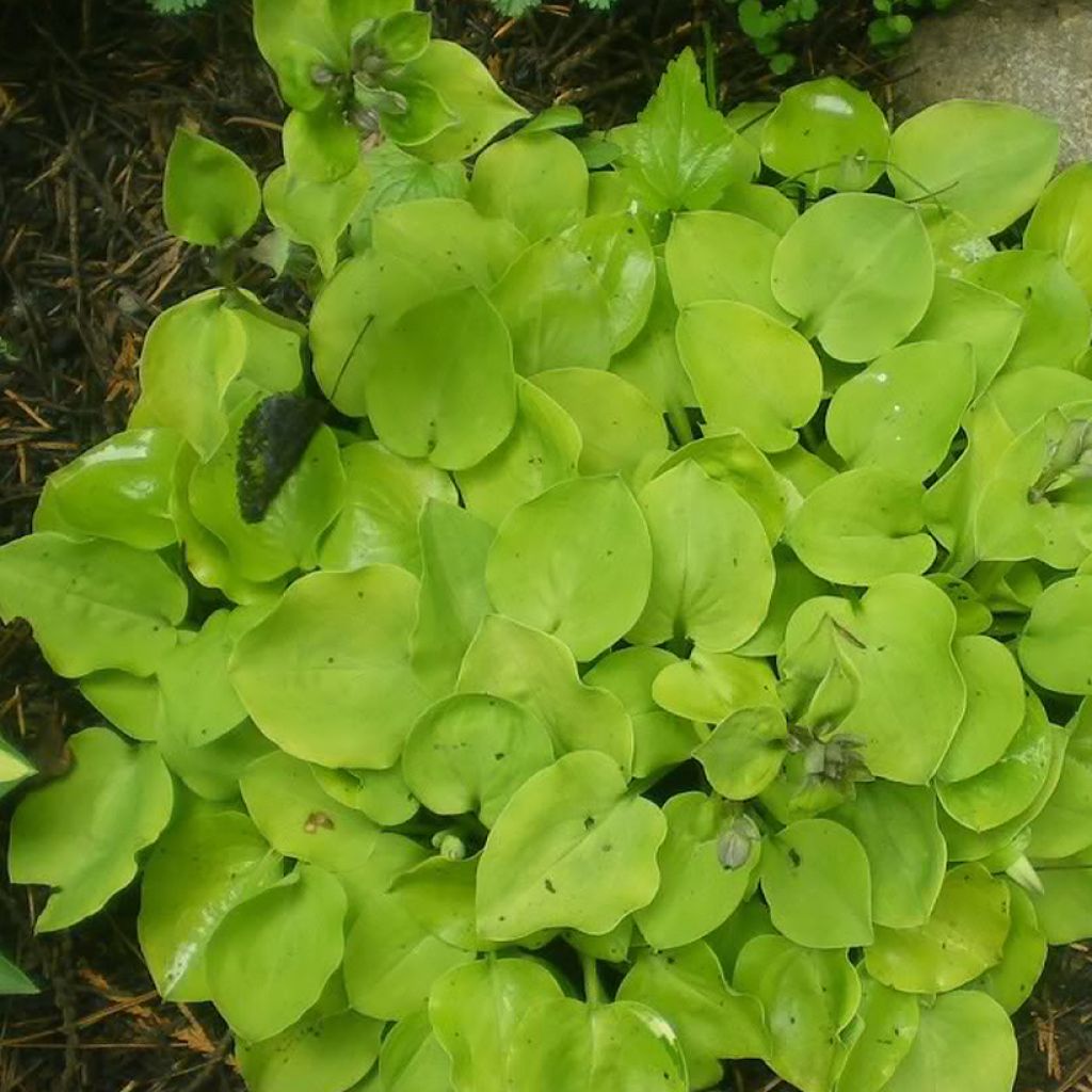 Hosta Limey Lisa - Garten-Funkie