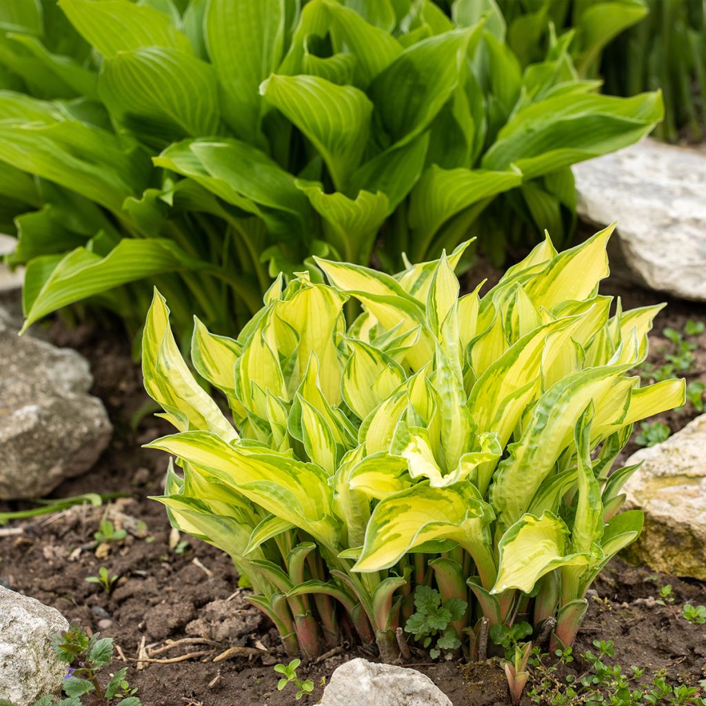 Hosta Lipstick Kiss - Garten-Funkie