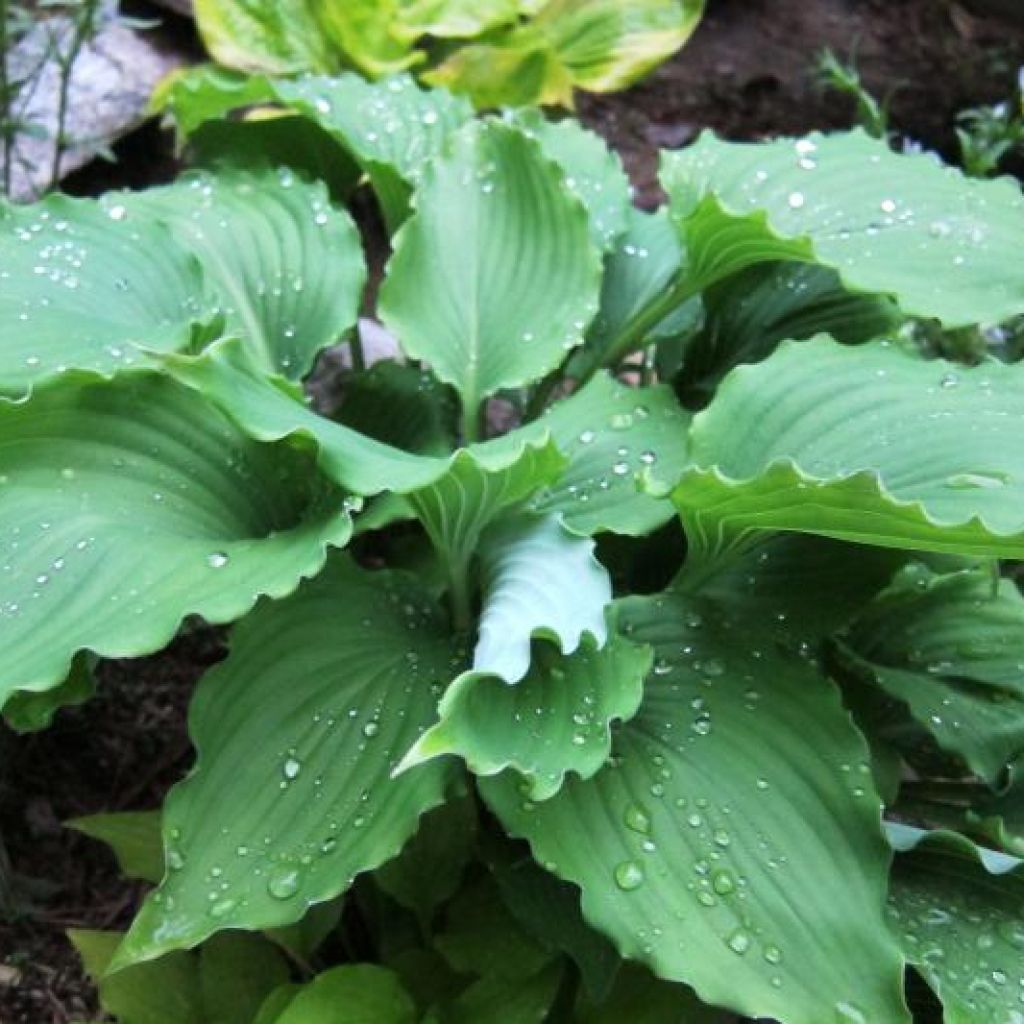 Hosta Marilyn Monroe - Garten-Funkie