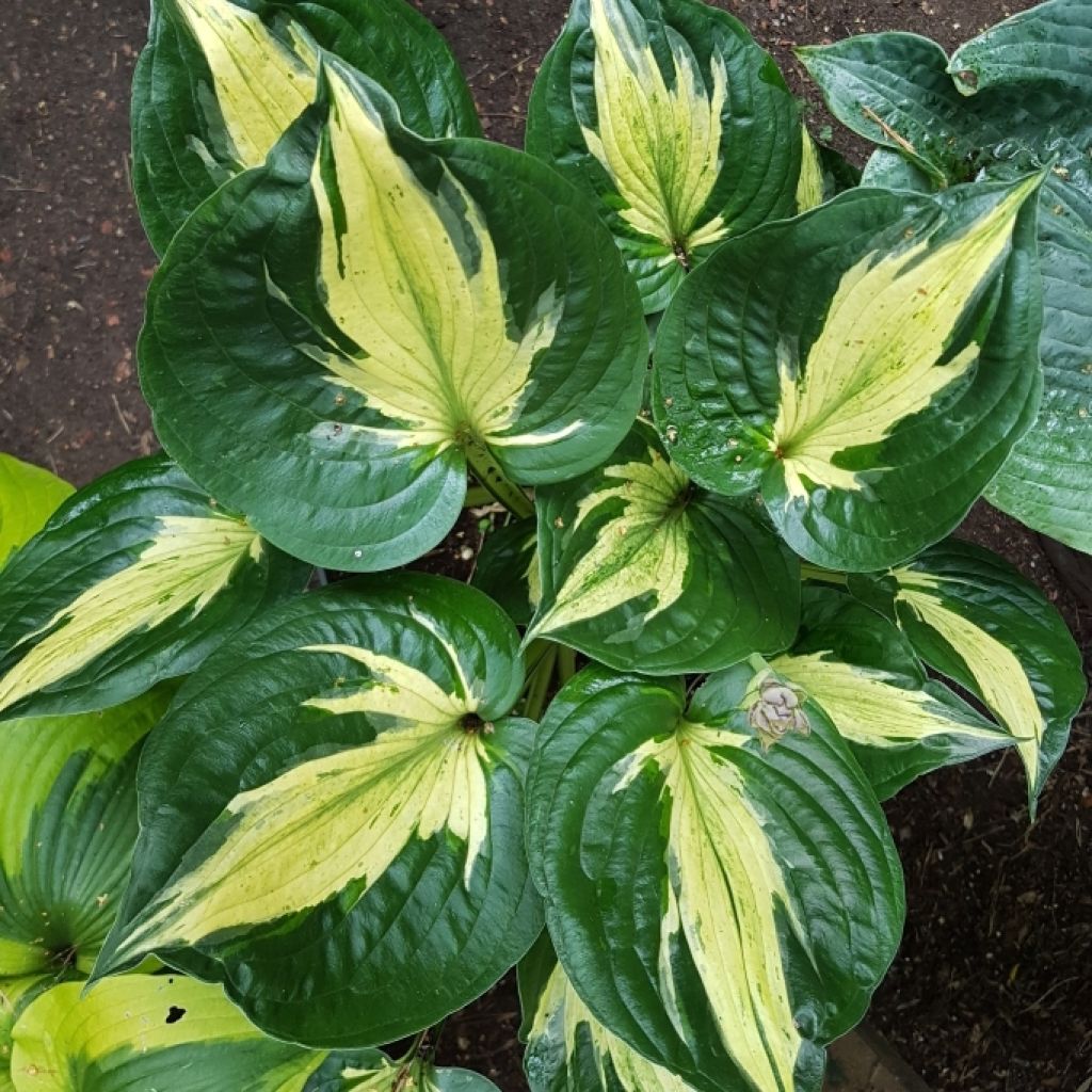 Hosta Midnight at the Oasis - Garten-Funkie