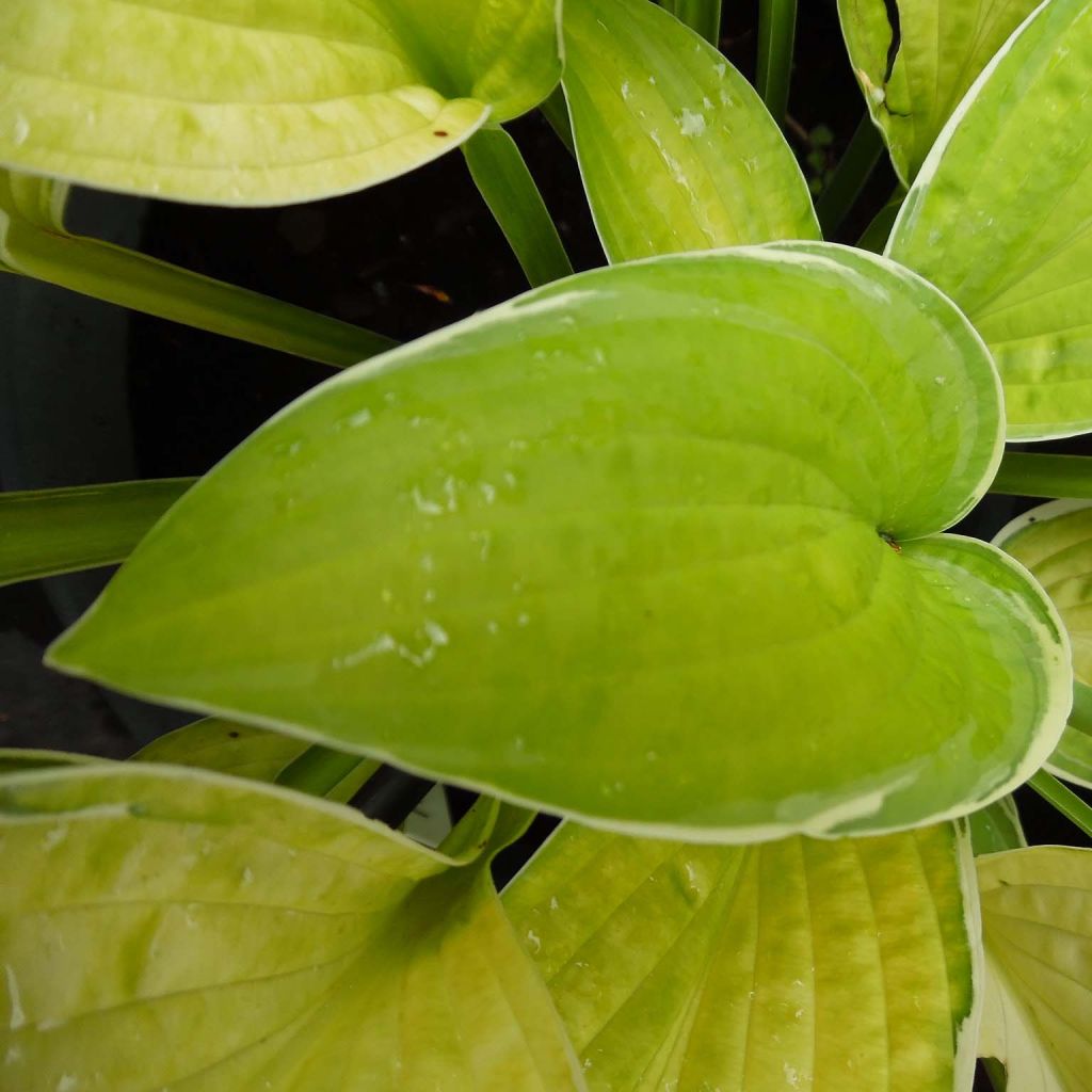 Hosta Moonlight - Garten-Funkie