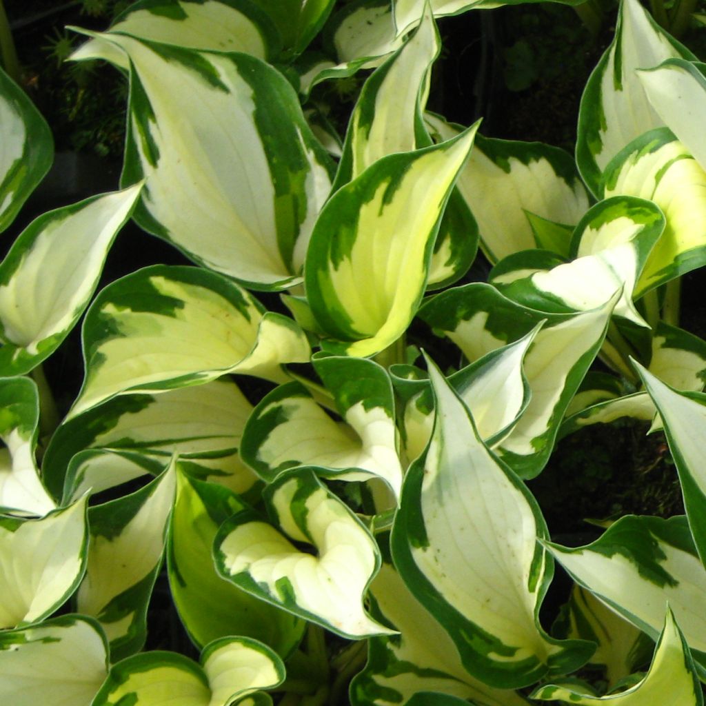 Hosta Morning Light - Garten-Funkie