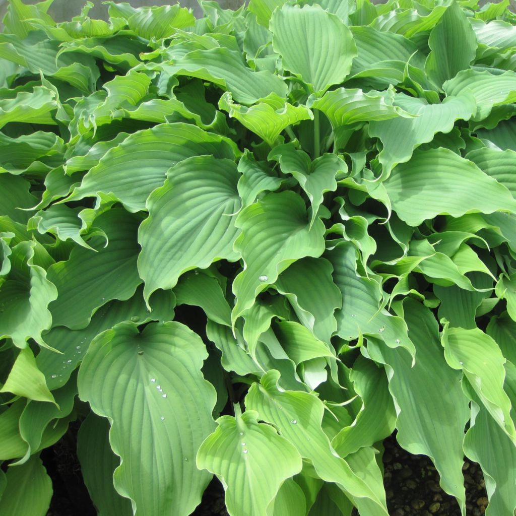 Hosta Neptune - Garten-Funkie