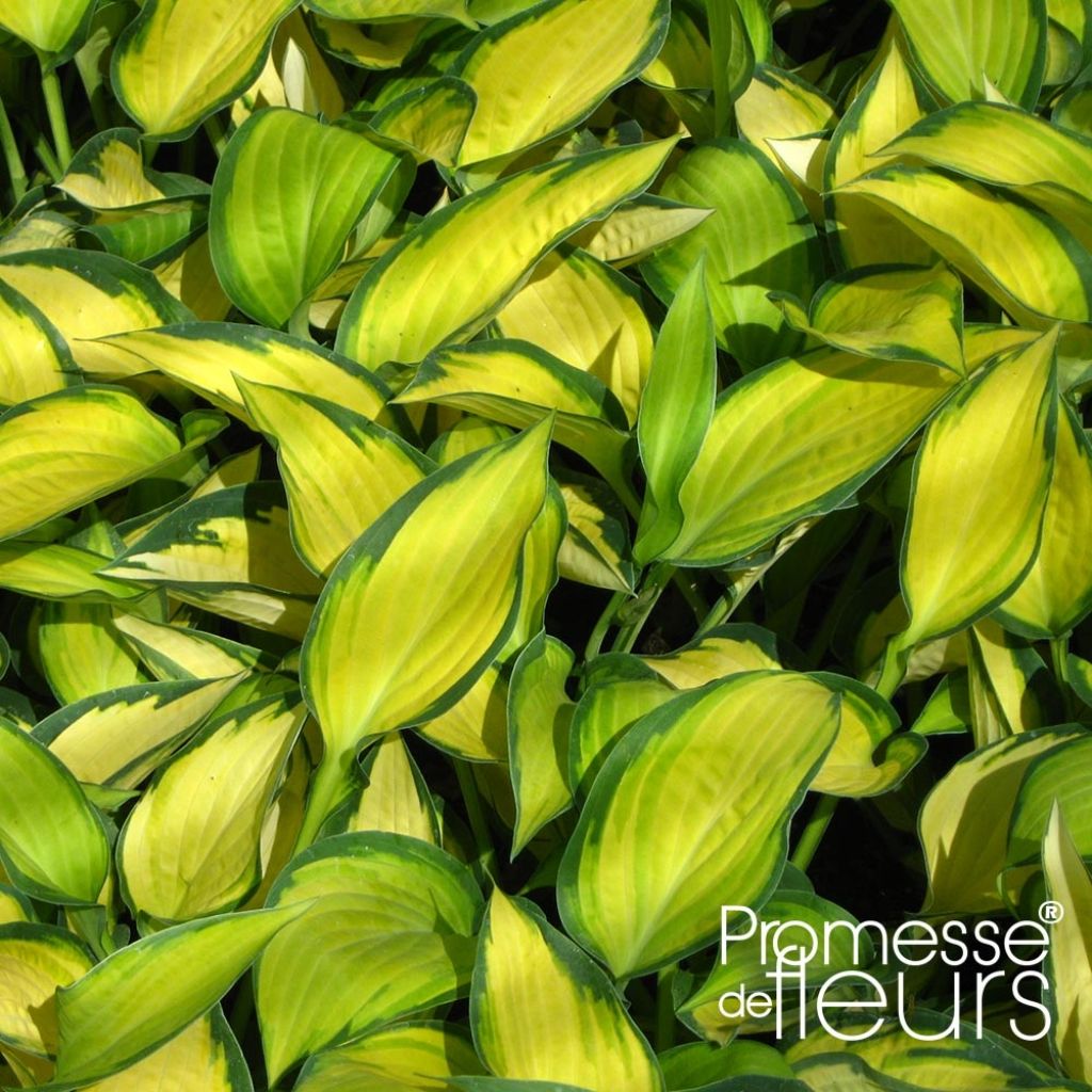 Hosta Orange Marmelade