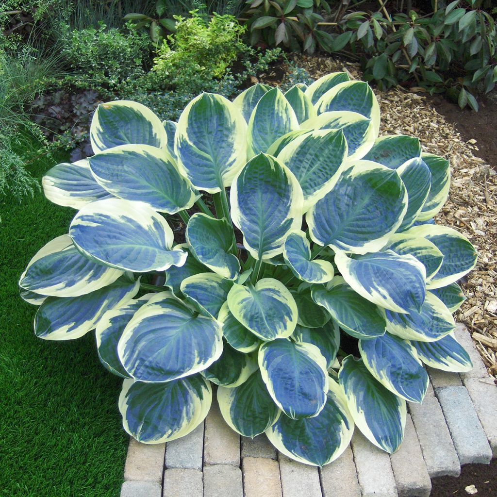 Hosta Orion's Belt - Garten-Funkie