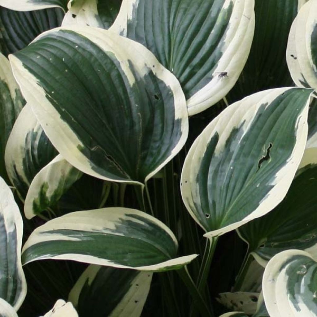 Hosta fortunei Patriot