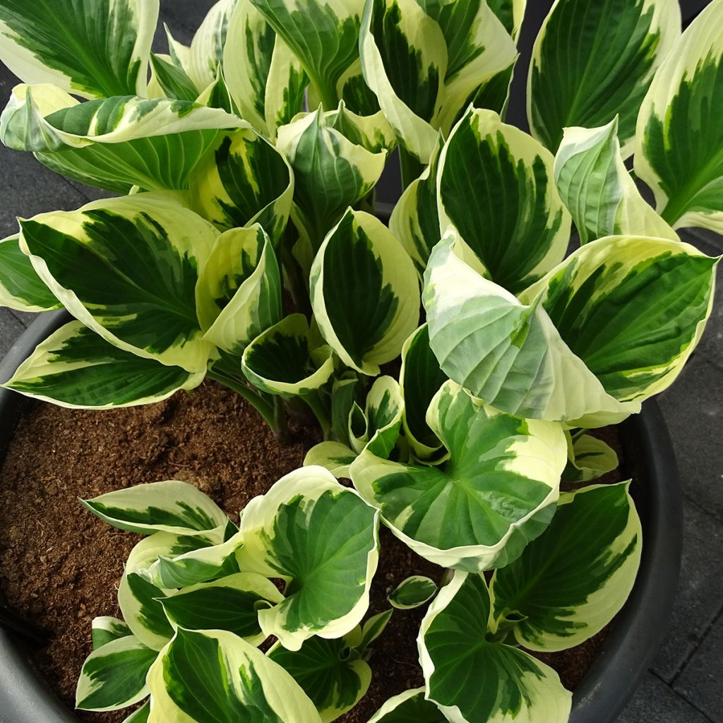 Hosta fortunei Patriot - Garten-Funkie