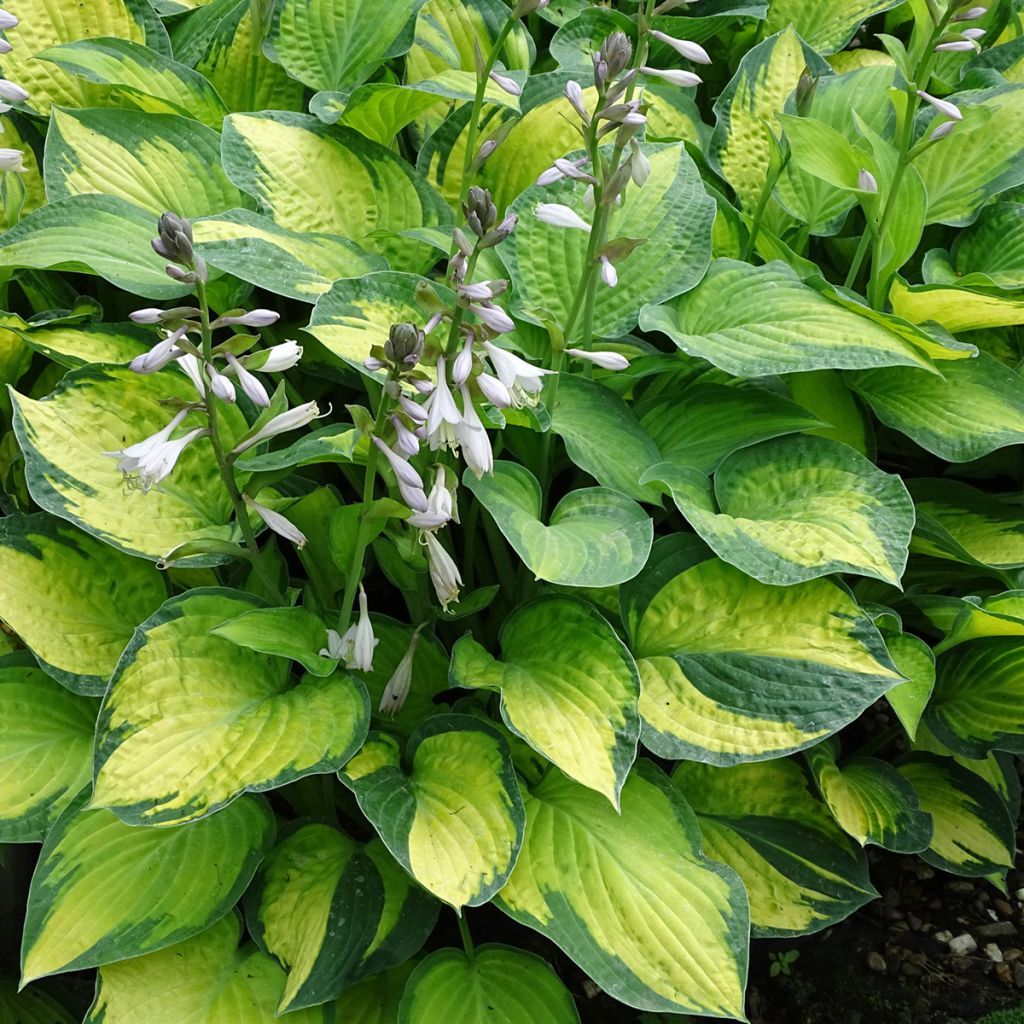 Hosta Paul s Glory - Garten-Funkie