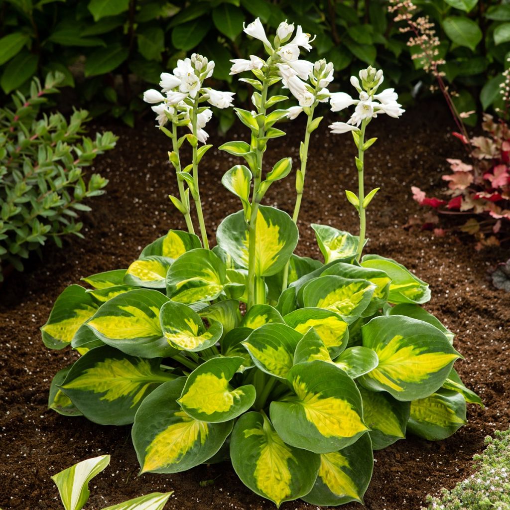 Hosta Pocketfull of Sunshine - Garten-Funkie