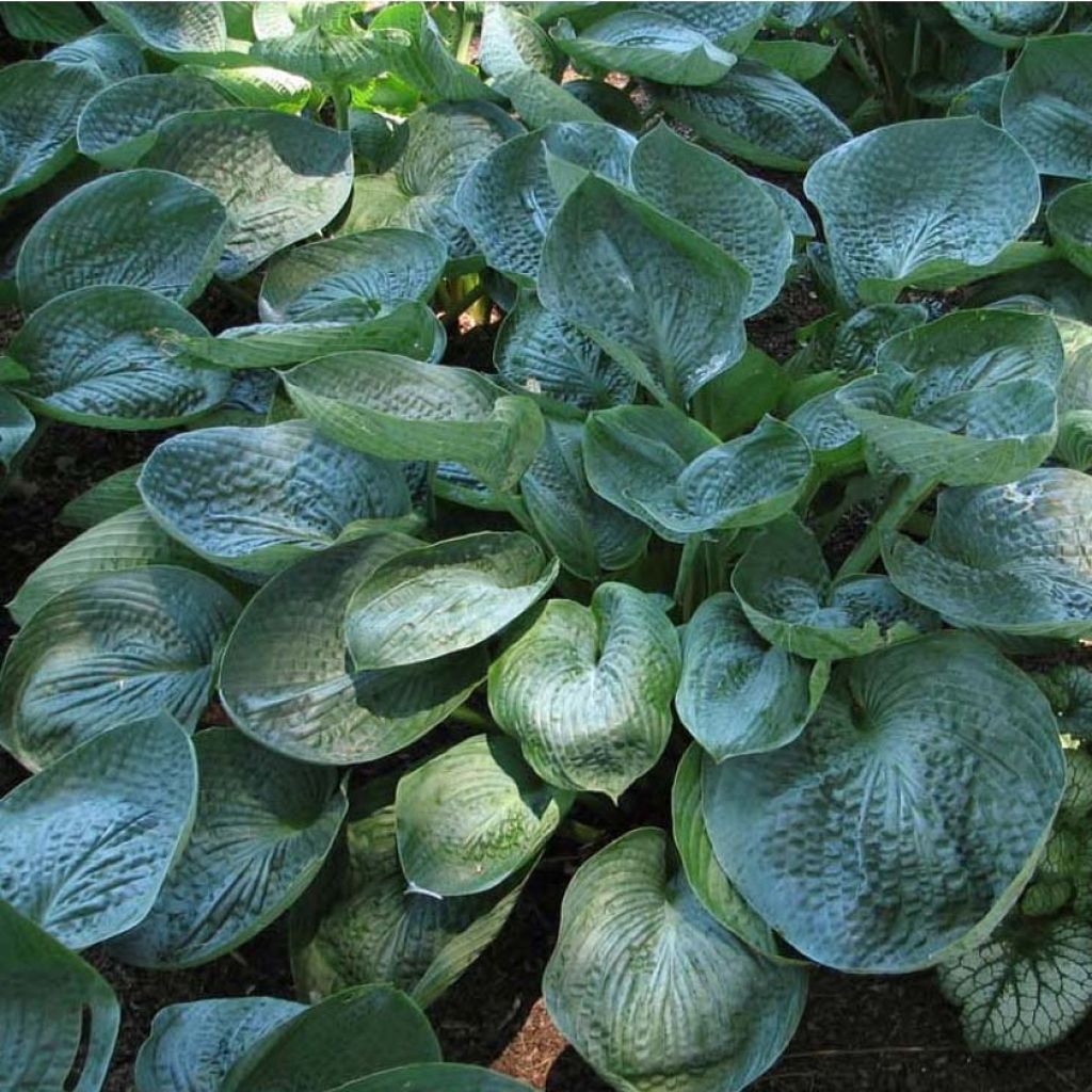 Hosta Prairie Sky - Garten-Funkie