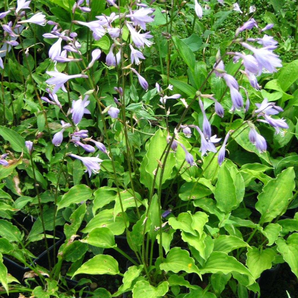 Hosta Purple Dwarf - Garten-Funkie