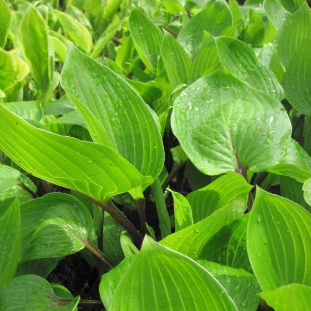 Hosta Purple Heart - Garten-Funkie