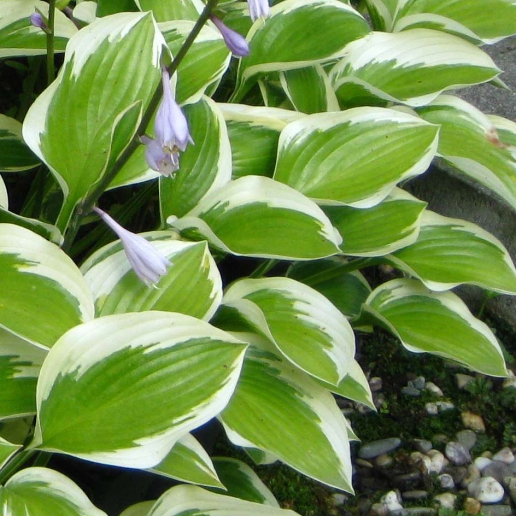 Hosta Queen Josephine