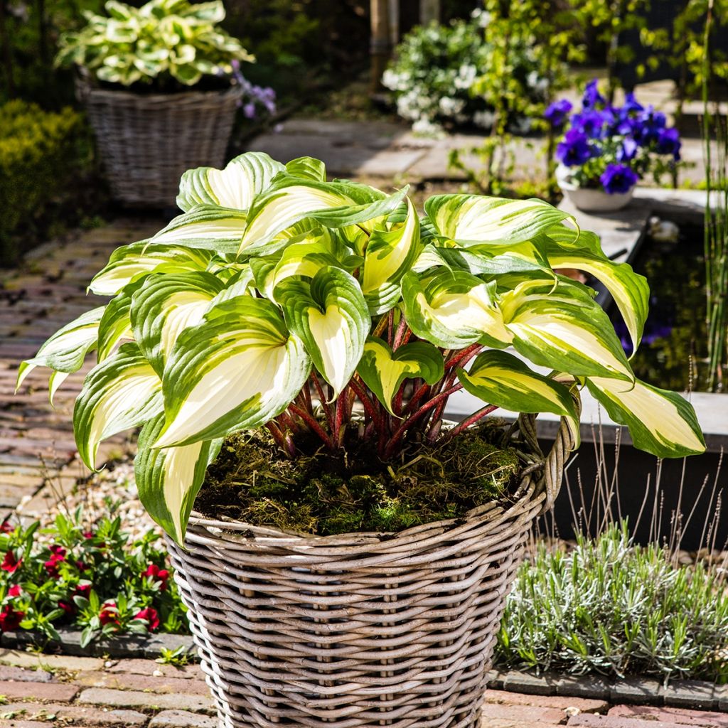 Hosta Raspberry Sundae - Garten-Funkie