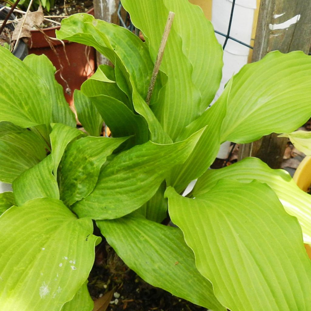 Hosta Red Dragon - Garten-Funkie