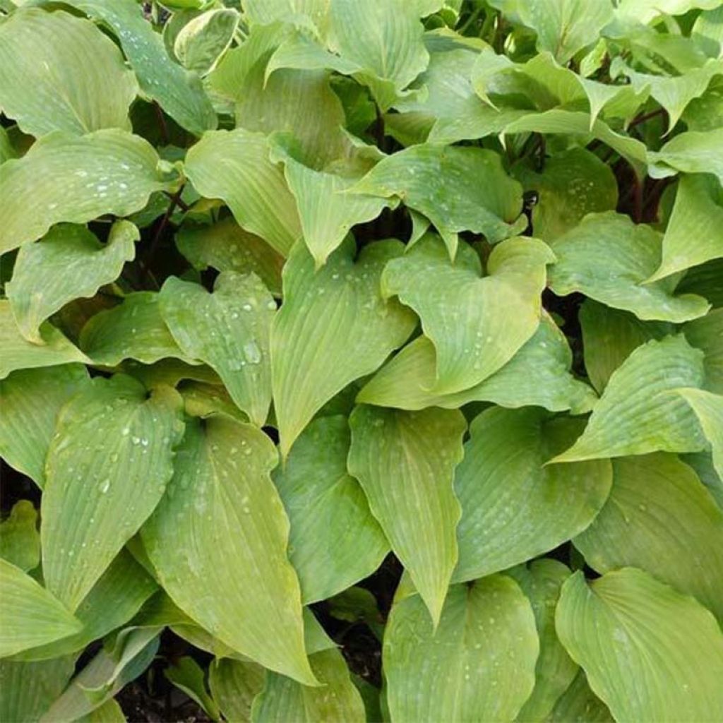 Hosta Red October - Garten-Funkie