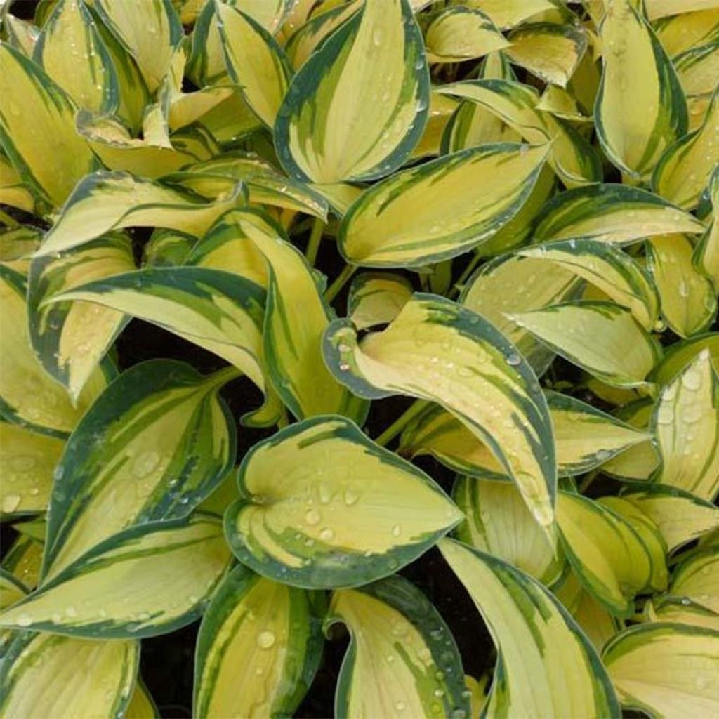 Hosta Remember Me - Garten-Funkie