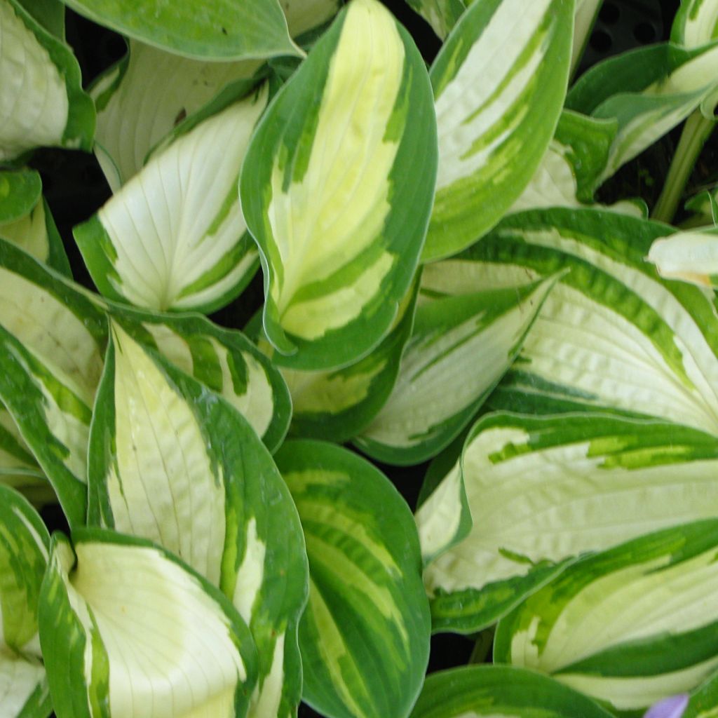 Hosta Reversed - Garten-Funkie