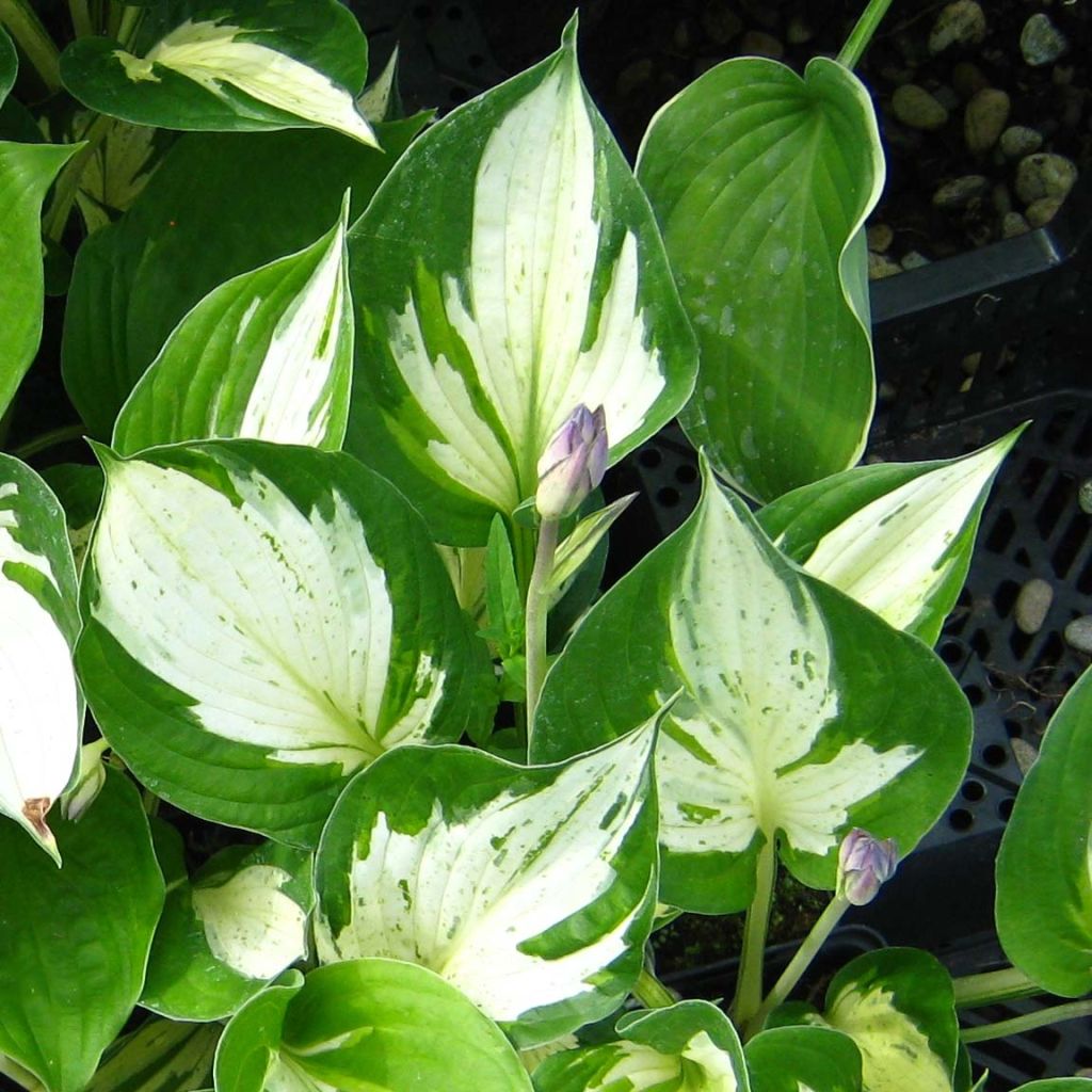 Hosta Revolution - Garten-Funkie