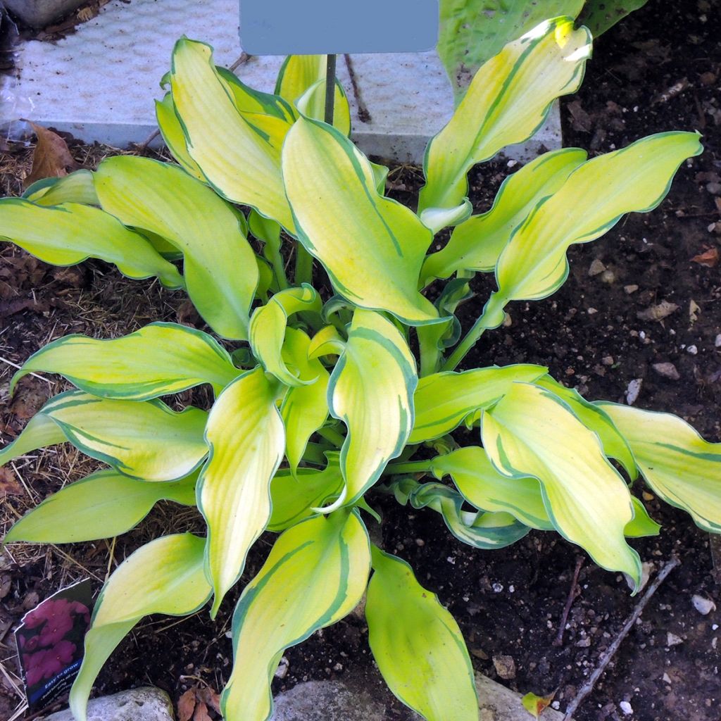 Hosta Ripple Effect - Garten-Funkie