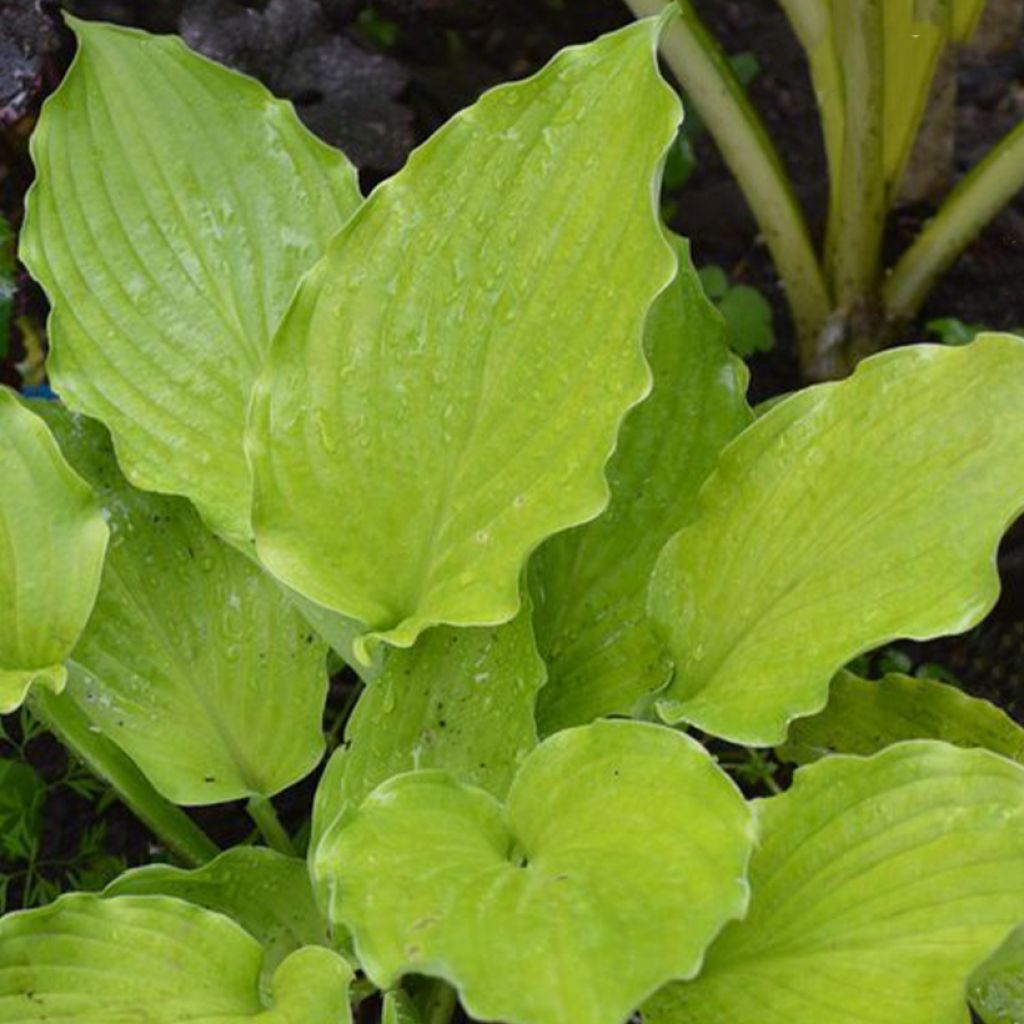 Hosta Ruffed Up - Garten-Funkie