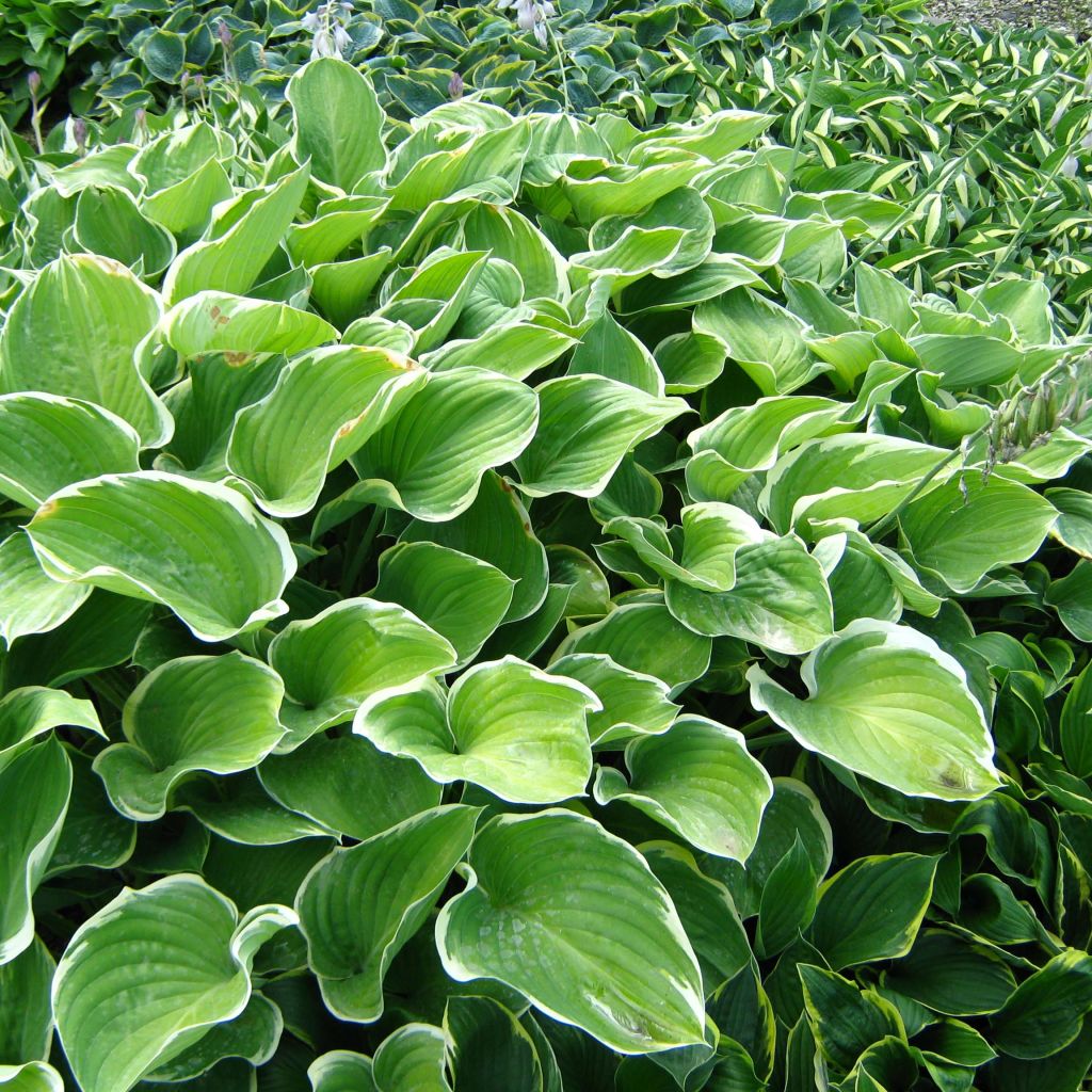 Hosta fluctuans Sagae - Funkie