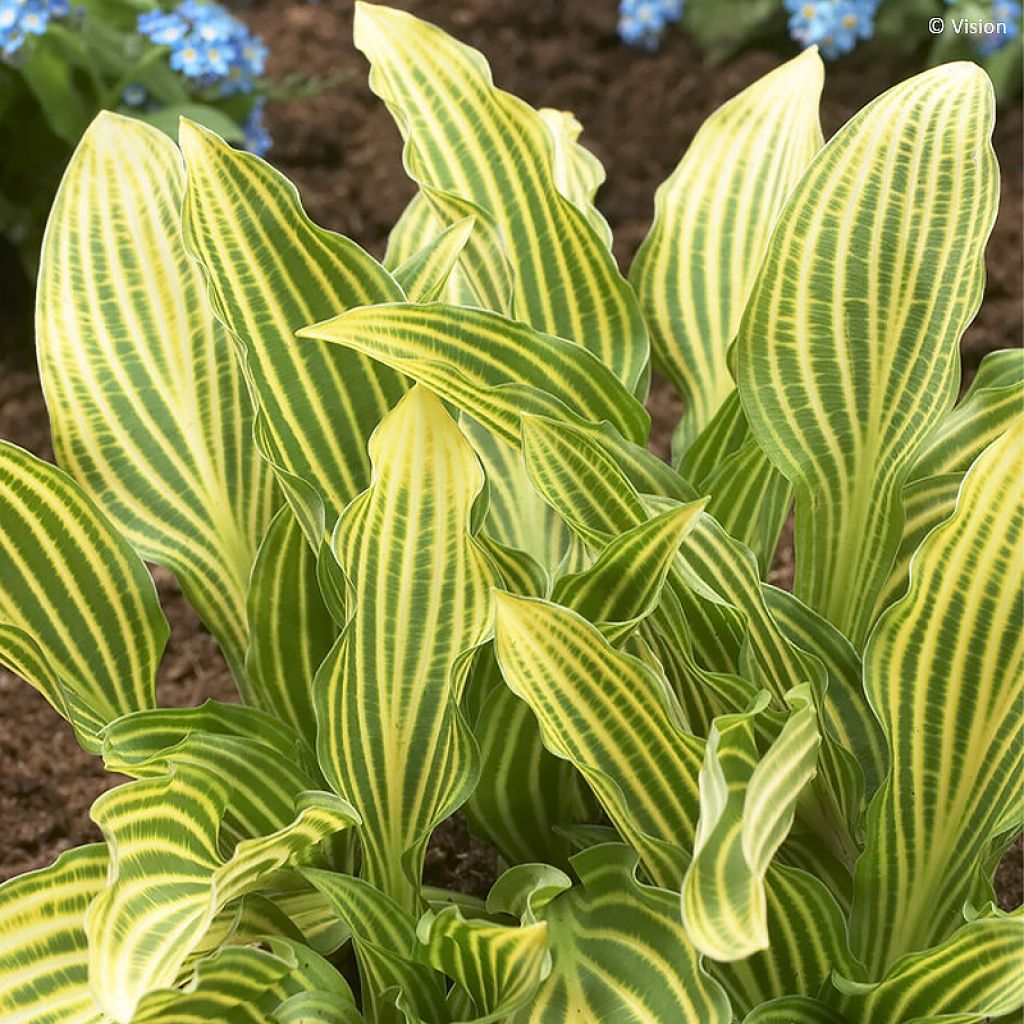 Hosta Siberian Tiger - Garten-Funkie