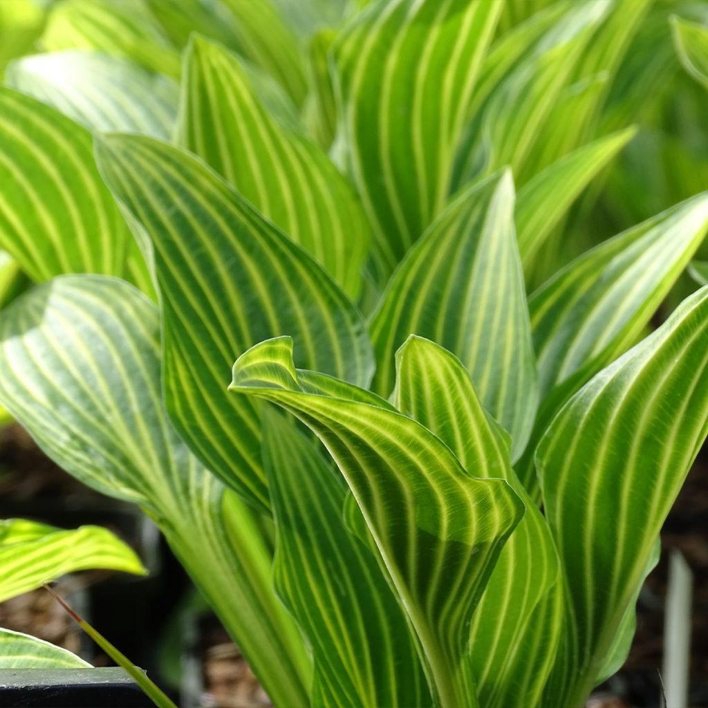 Hosta Siberian Tiger