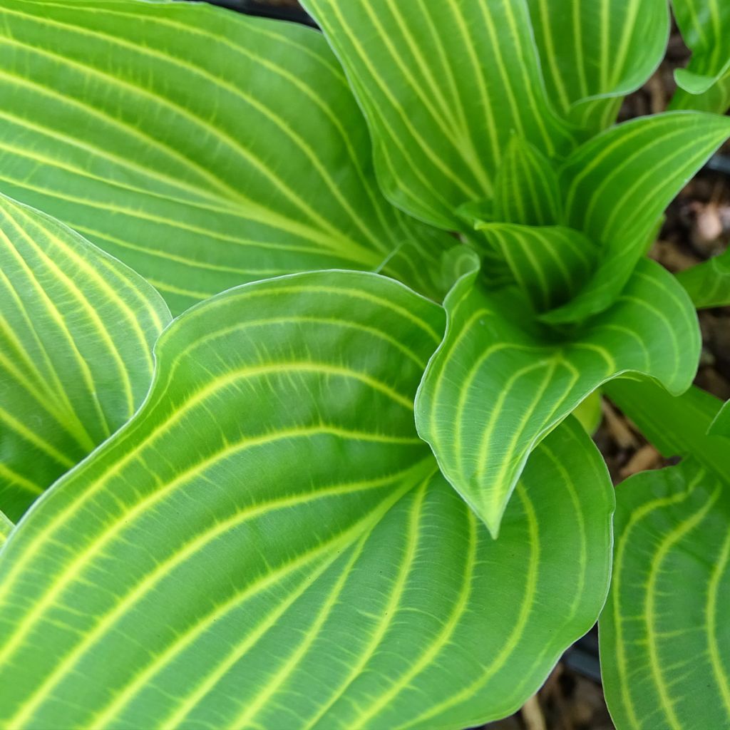 Hosta Siberian Tiger