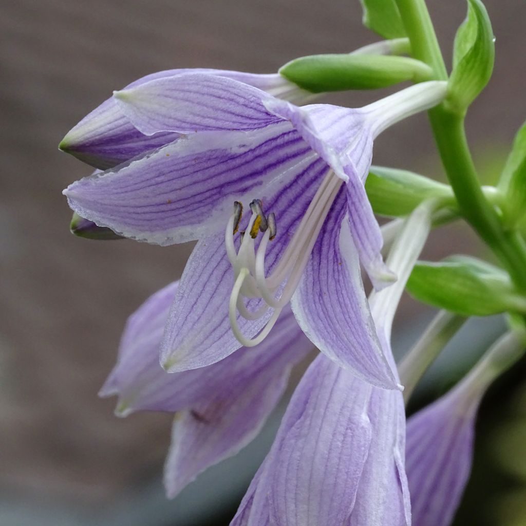 Hosta Siberian Tiger