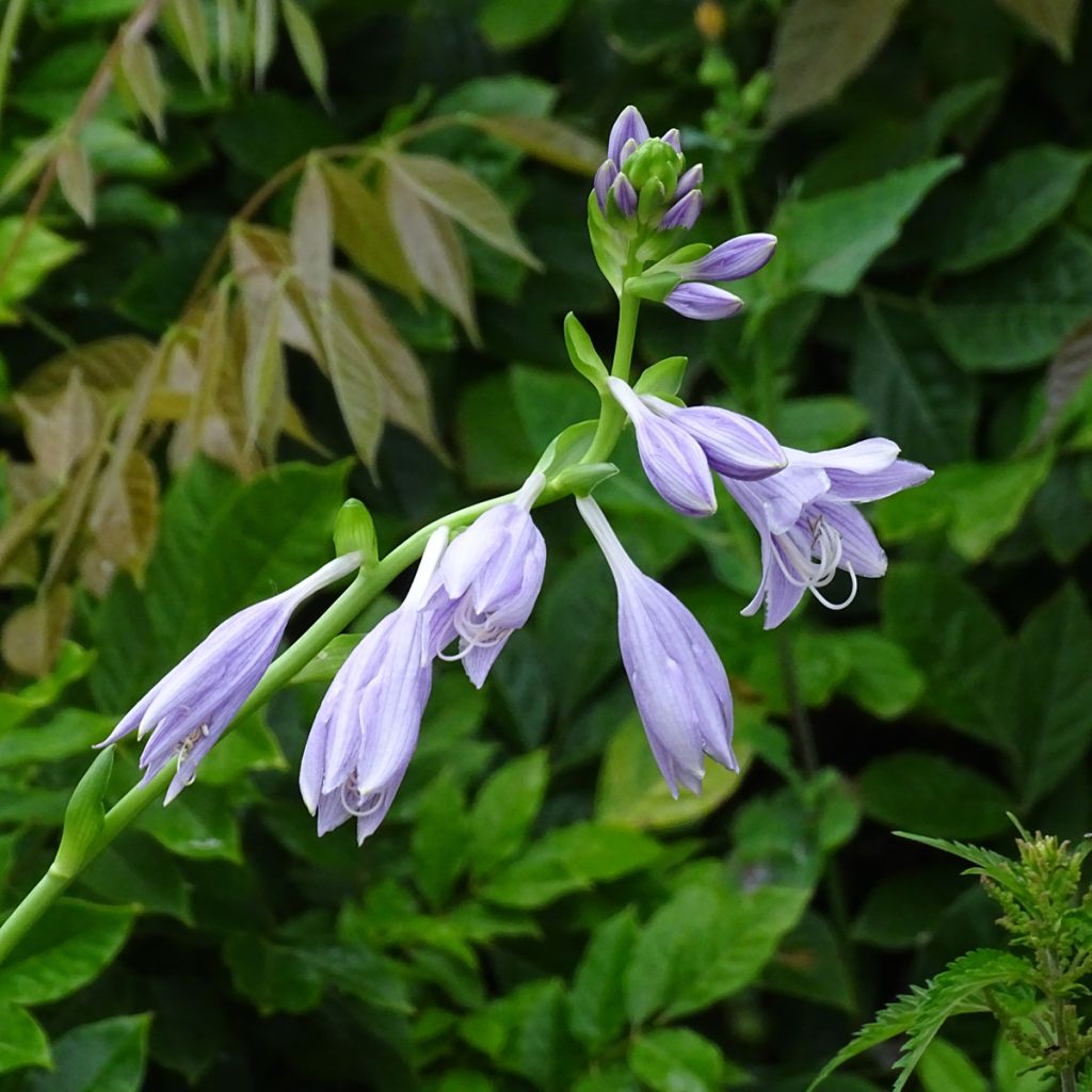 Hosta Siberian Tiger