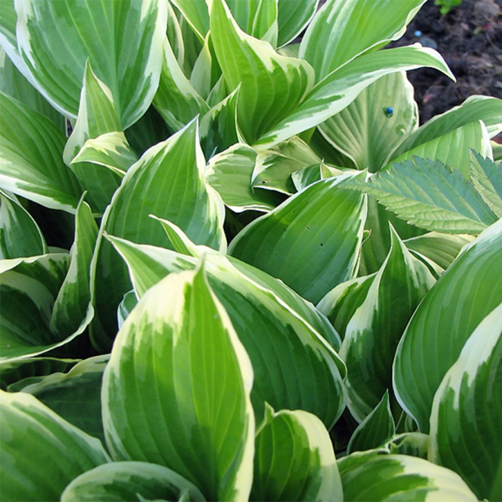 Hosta Silver Crown - Garten-Funkie