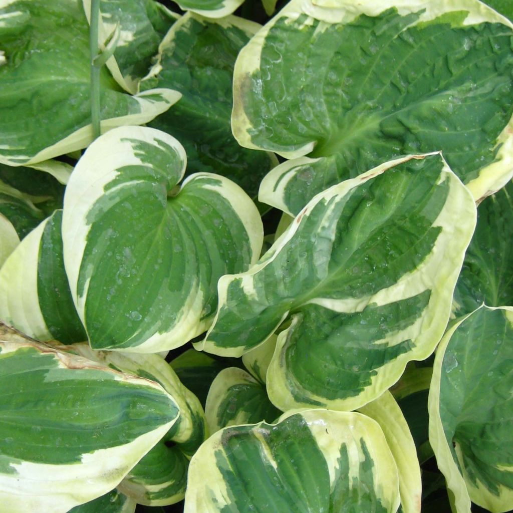 Hosta Snow Cap - Garten-Funkie