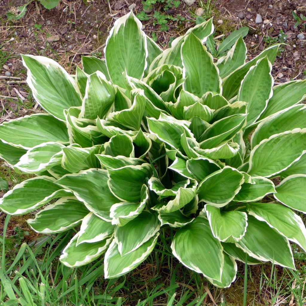 Hosta So Sweet - Garten-Funkie