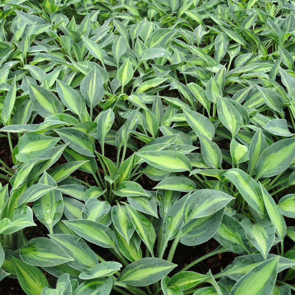 Hosta Stand by Me - Garten-Funkie