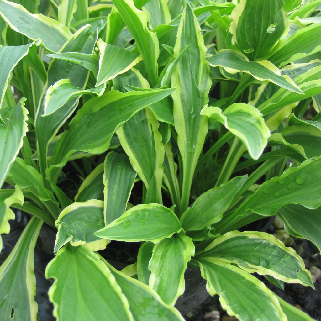 Hosta Stiletto - Hosta miniature