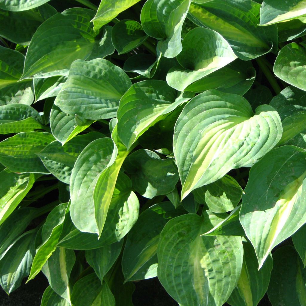 Hosta Striptease - Garten-Funkie