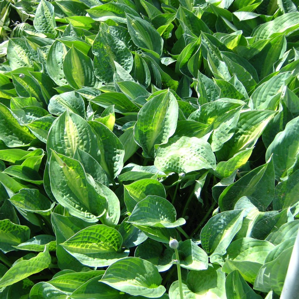 Hosta Striptease - Garten-Funkie