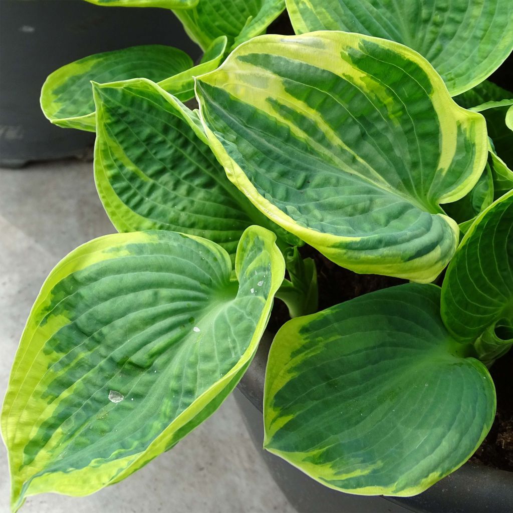 Hosta Sugar Daddy - Garten-Funkie