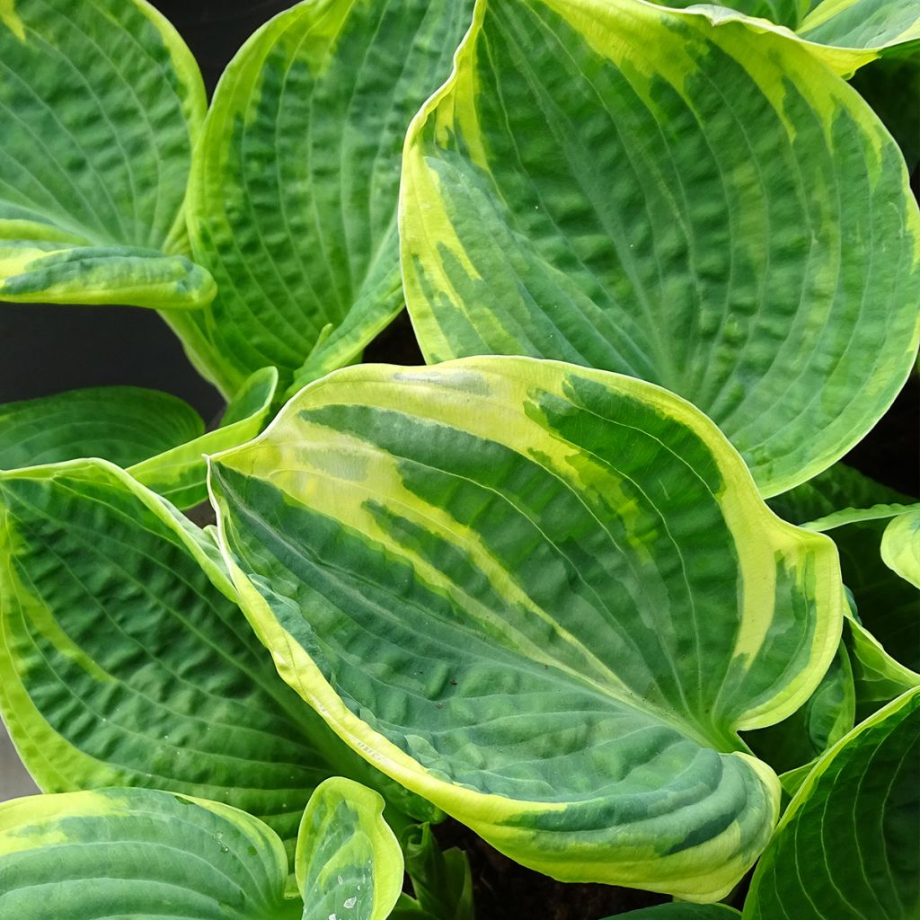 Hosta Sugar Daddy - Garten-Funkie