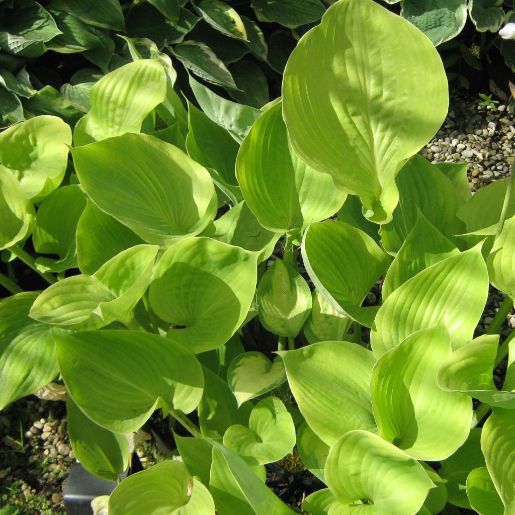 Hosta Sum of All - Garten-Funkie