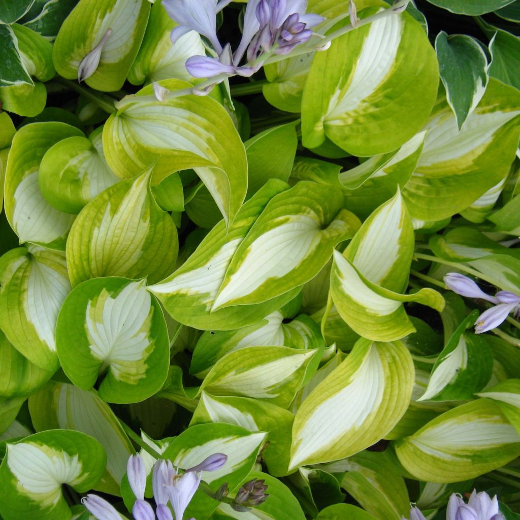 Hosta Summer Music - Garten-Funkie