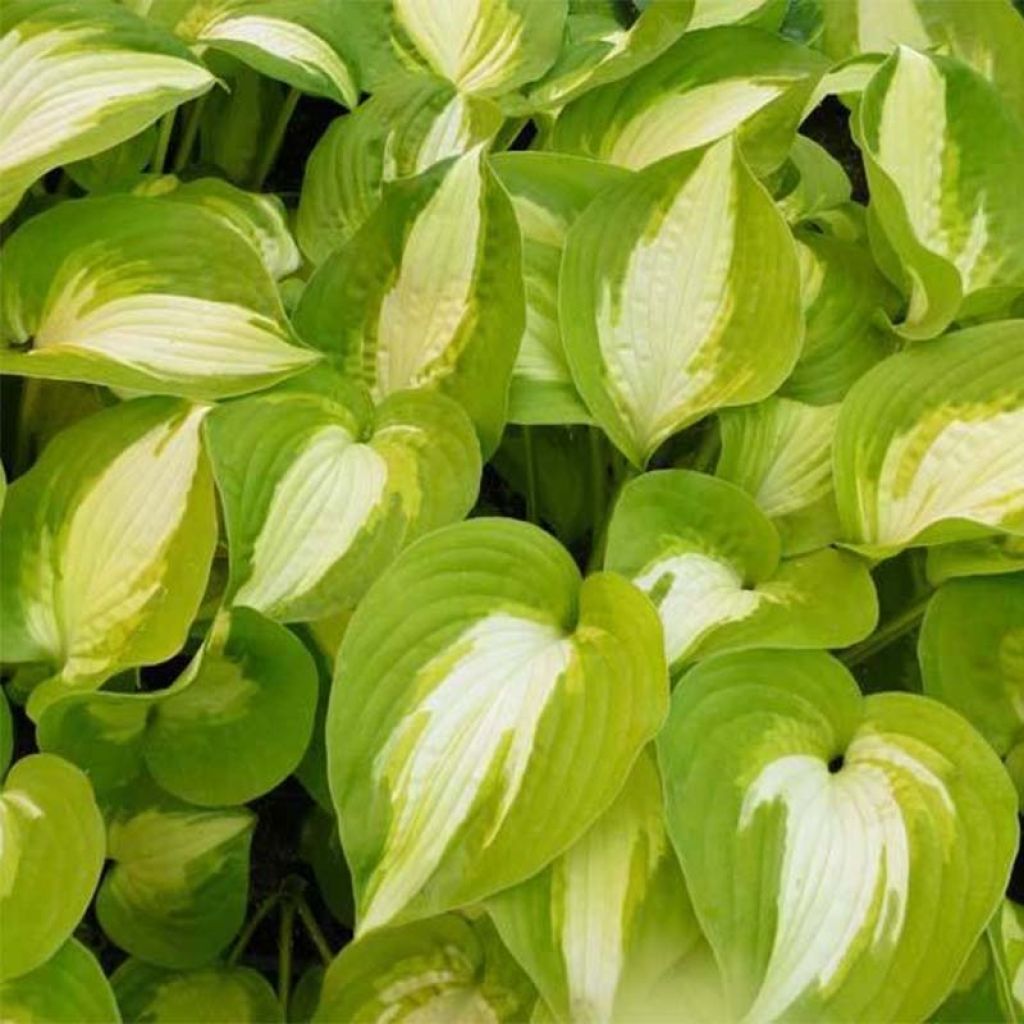 Hosta Summer Music