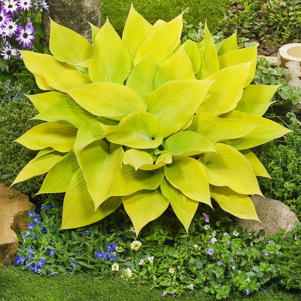 Hosta Sunny Halcyon - Garten-Funkie