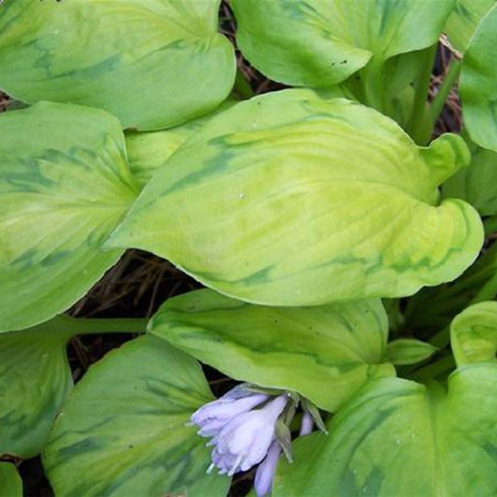 Hosta Tattoo - Garten-Funkie